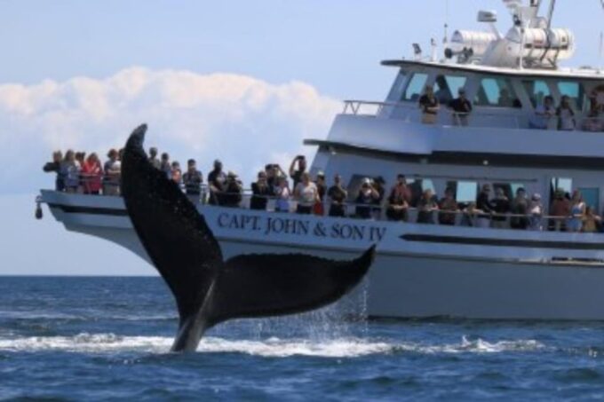 Provincetown: Whale Watching Cruise - Success Rate