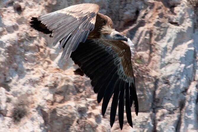 PUBLIC 5,5h Plavnik Island Half-day Boat Trip - Introduction: Why This Plavnik Island Boat Trip Could Be Your Next Adventure