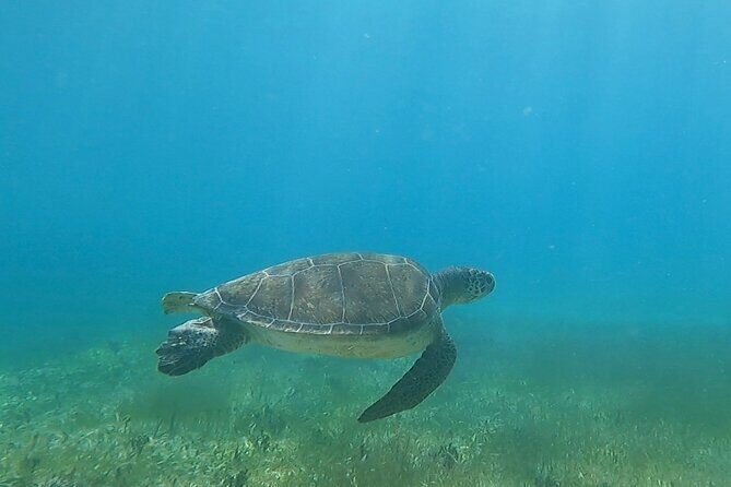 Public or Private Boat Trip to Icacos & Palomino - Who Is This Tour Best For?