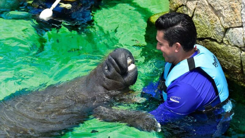 Puerto Aventuras: Dolphin & Manatee Encounter with lunch - Who Will Love This Tour?