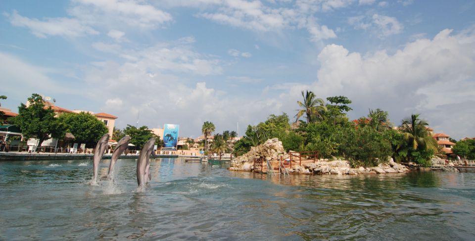 Puerto Aventuras: Dolphin Swim, Sea Lions, Manatees, & Lunch - Splash Alongside Marine Mammals