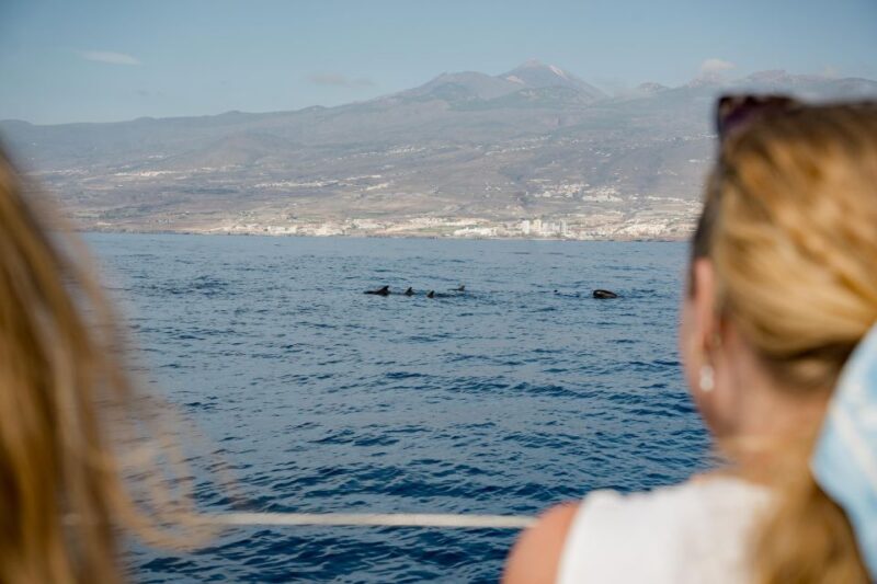 Puerto Colon: Whale and Dolphin Watching Yacht Trip - Pricing and Booking Details
