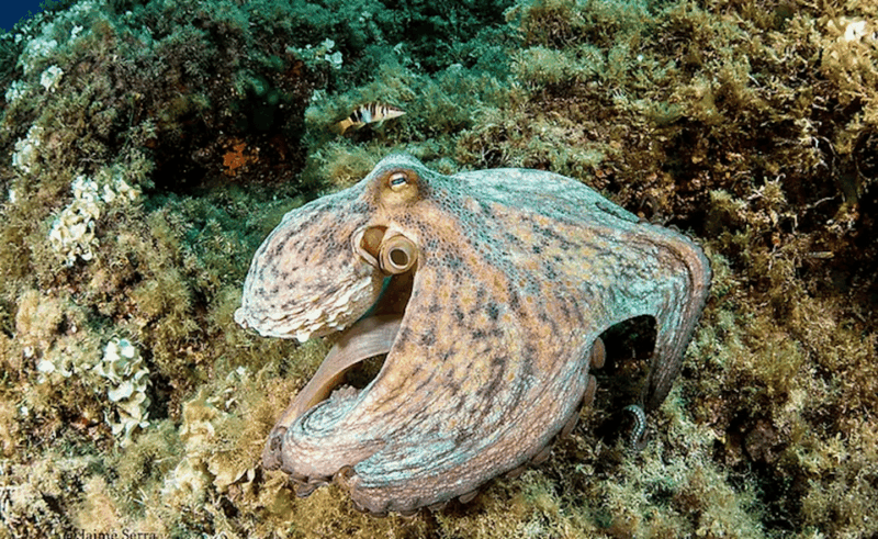 Puerto De Soller: Train and Discover Scuba Diving - Exploring the Beauty of Puerto De Soller