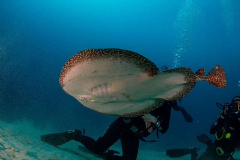 Puerto Del Carmen: Guided Scuba Dive (Certified Only) - Key Points