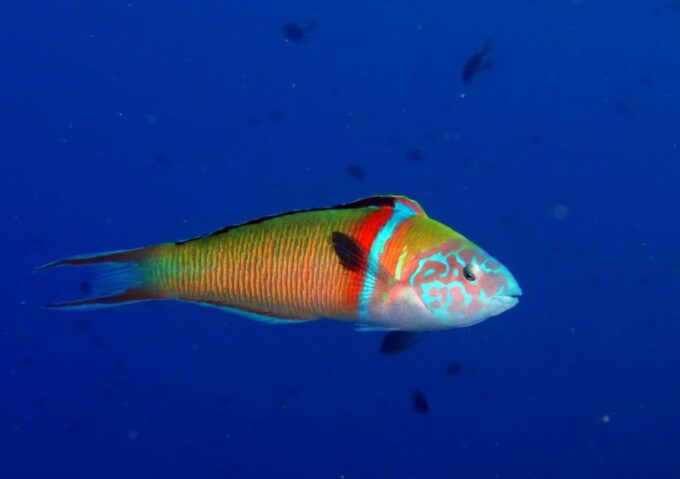 Puerto Del Carmen: Try Scuba Diving With 1 Dive - Dive Site Exploration