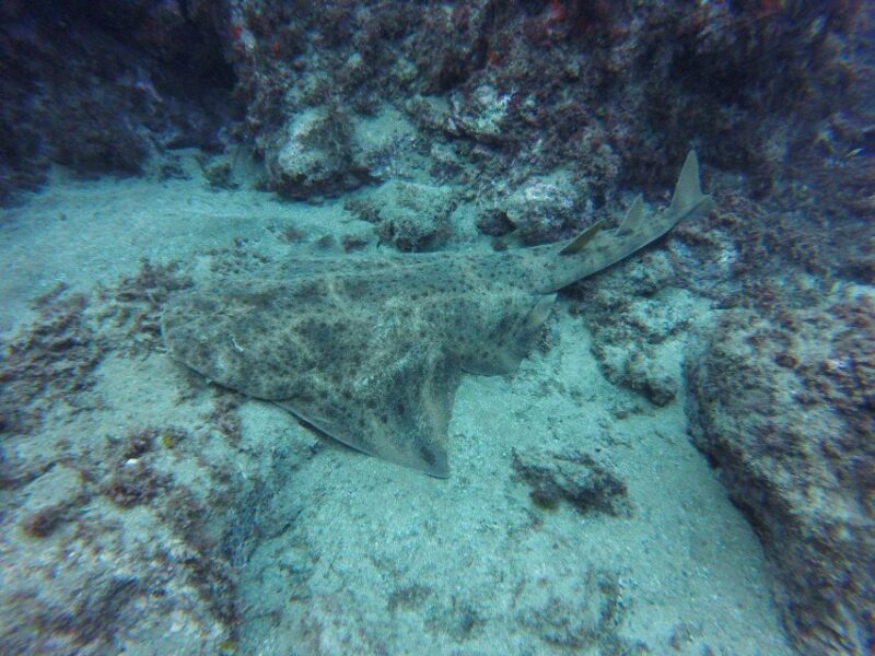 Puerto Del Carmen: Try Scuba Diving With 2 Dives and Photos - Small Group Diving and Professional Guidance
