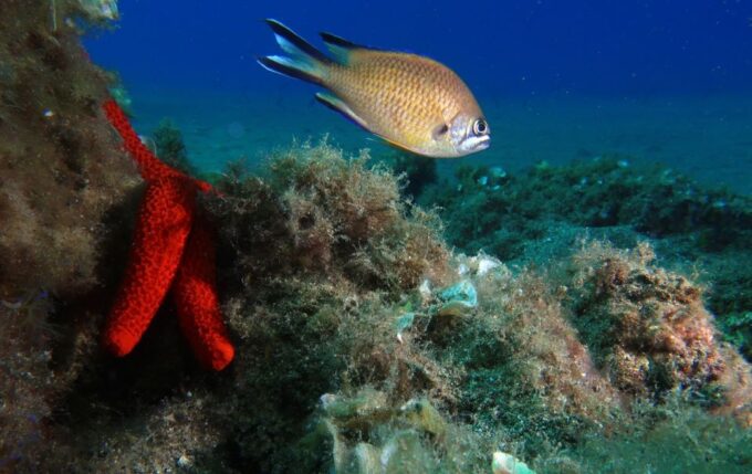 Puerto Del Carmen: Try Scuba Diving With 2 Dives and Photos - Diving Diploma and Insurance