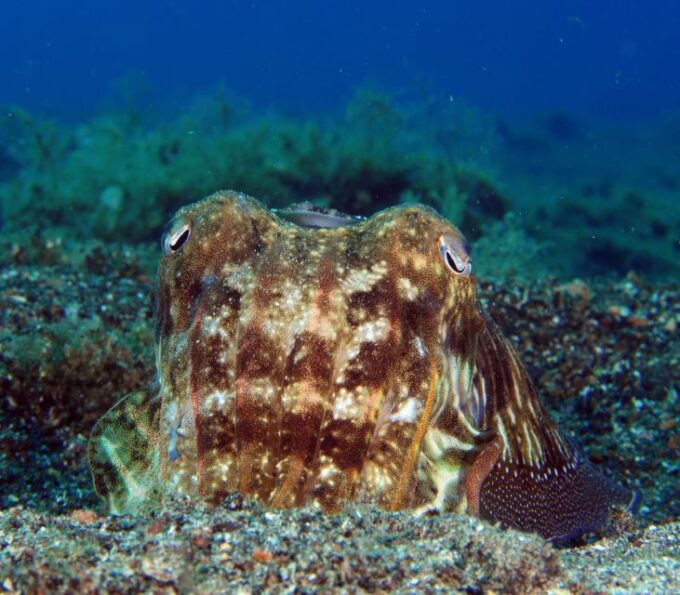 Puerto Del Carmen: Try Scuba Diving With 2 Dives and Photos - Frequently Asked Questions