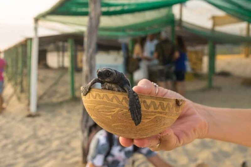 Puerto Escondido: Baby Turtle Release Tour - Why It’s Worth Considering