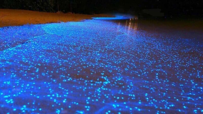 Puerto Escondido: Bioluminescence Night Tour with Boat - Key Points