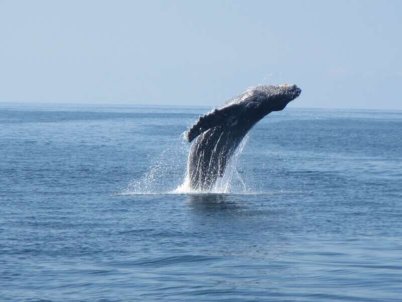 Puerto Escondido: Boat Tour among Dolphins and Turtles - Pricing and Value
