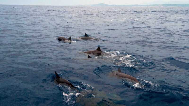 Puerto Escondido: Boat Tour among Dolphins and Turtles - FAQ