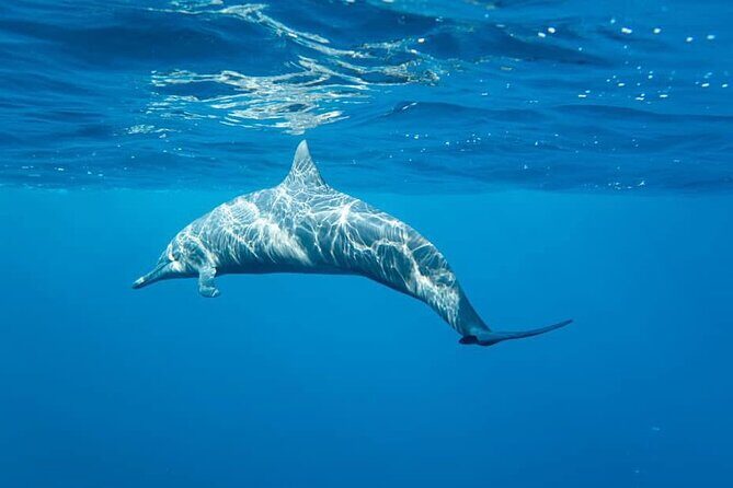 Puerto Escondido Dolphin and Whale Watching Adventure - Key Points