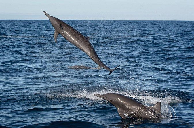 Puerto Escondido Dolphin and Whale Watching Adventure - The Sum Up