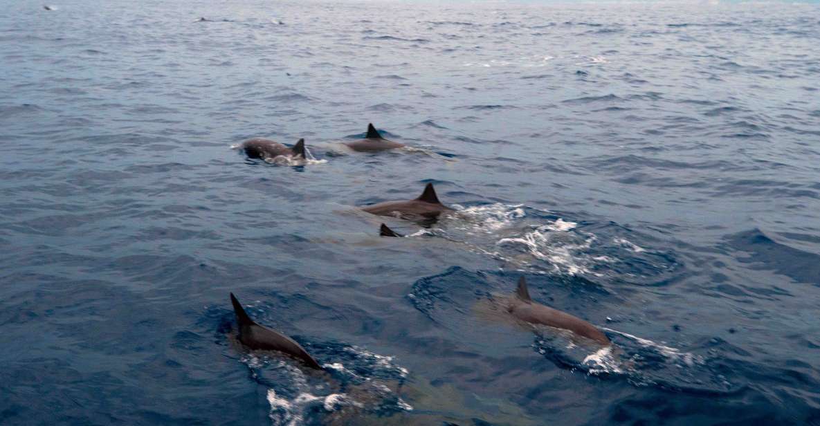 Puerto Escondido: Sunrise and Dolphin Watching Tour - Highlights of the Excursion