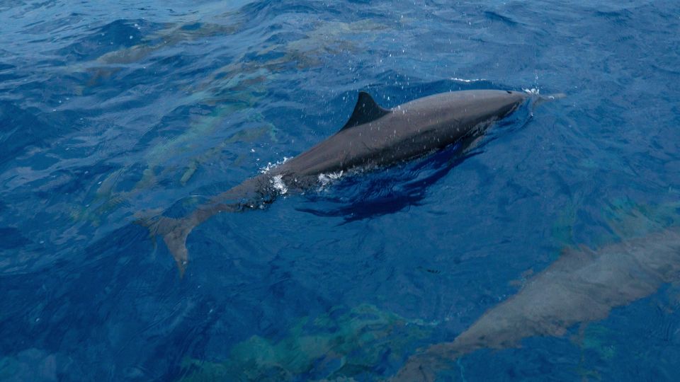 Puerto Escondido: Sunrise and Dolphin Watching Tour - Swimming Restrictions