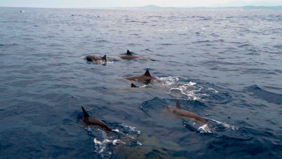 Puerto Escondido: Sunrise and Dolphin Watching Tour - Tour Duration and Schedule