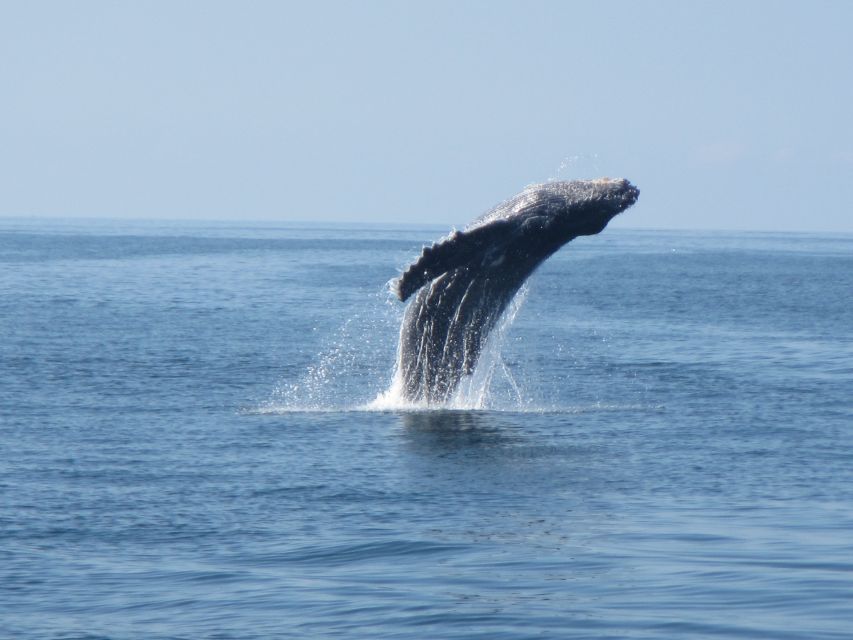Puerto Escondido: Sunrise and Dolphin Watching Tour - Important Reminders
