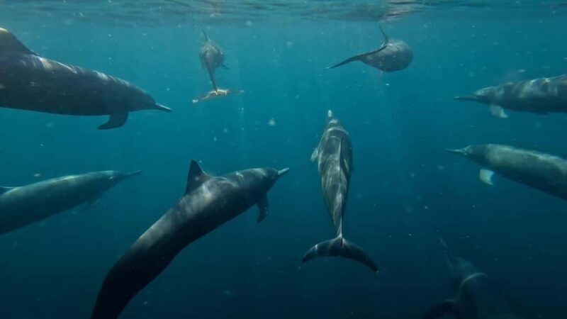 Puerto Escondido: The Best Adventure for Dolphin Watching - Key Points