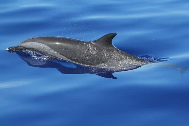 Puerto Escondido: The Best Adventure for Dolphin Watching - An In-Depth Look at the Dolphin Watching Tour in Puerto Escondido