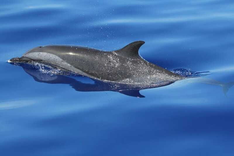 Puerto Escondido: The Best Adventure for Dolphin Watching - Why This Tour Offers Value