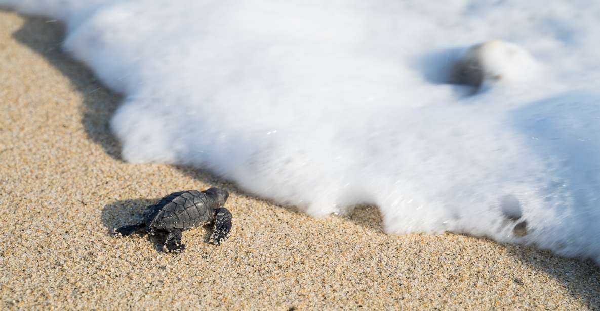 Puerto Escondido: Turtle Release Experience - Sea Turtle Species