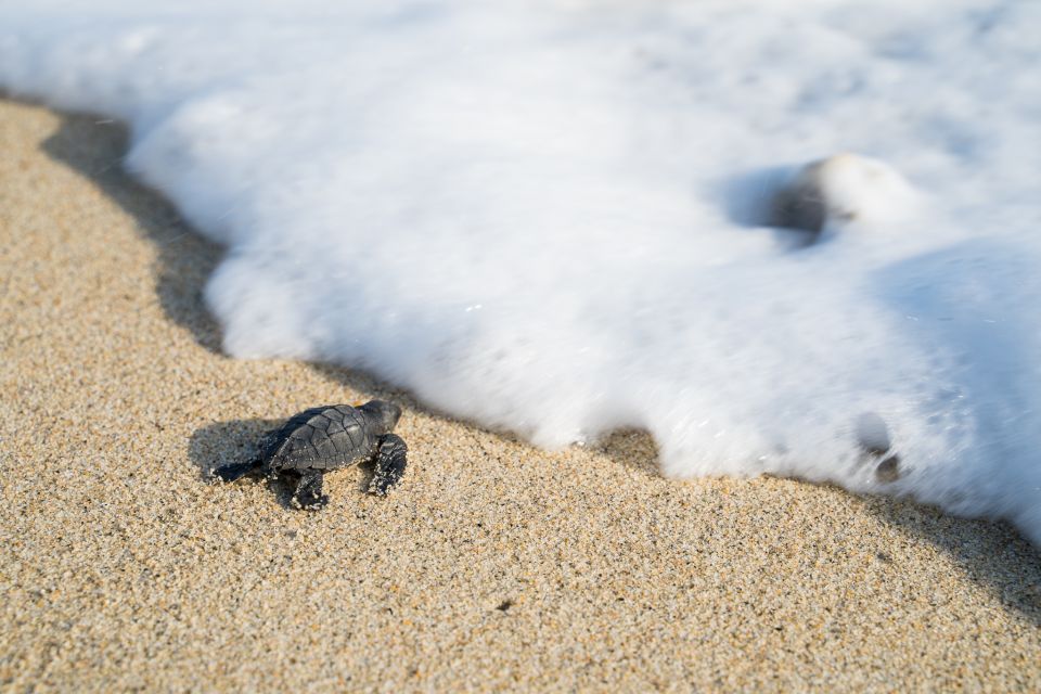 Puerto Escondido: Turtle Release Experience - Conservation Efforts