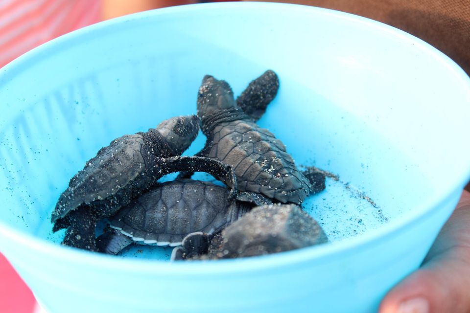 Puerto Escondido: Turtle Release Experience - Turtle Release Process