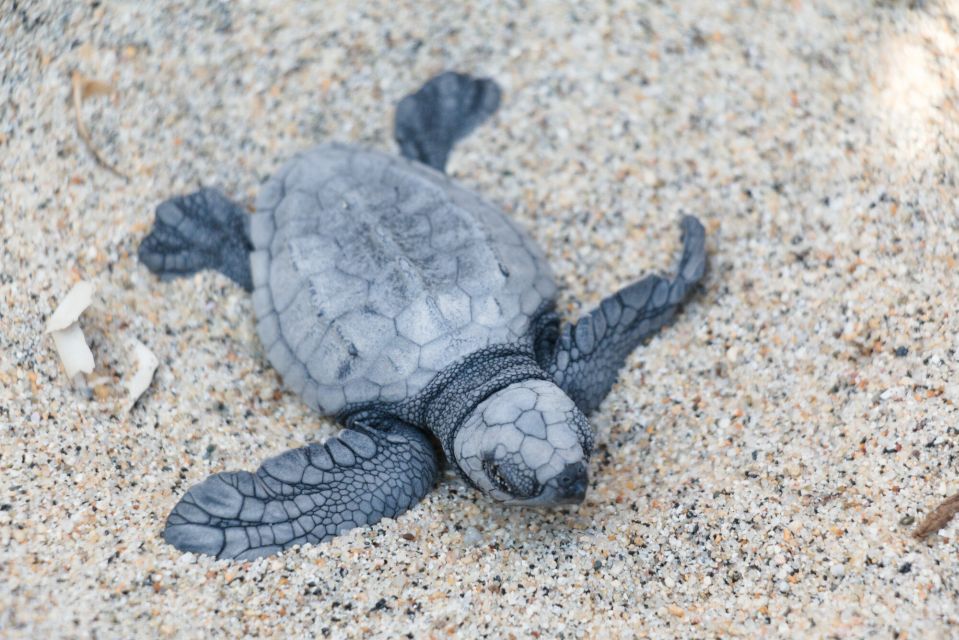 Puerto Escondido: Turtle Release Experience - Pickup and Transportation