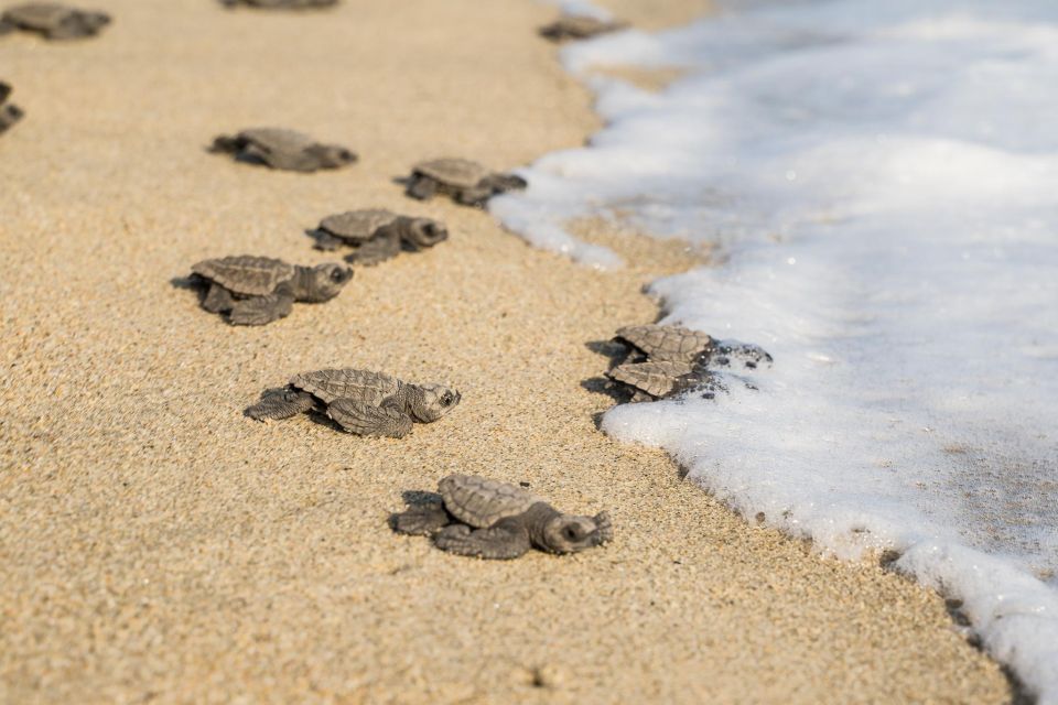Puerto Escondido: Turtle Release Experience - Important Considerations