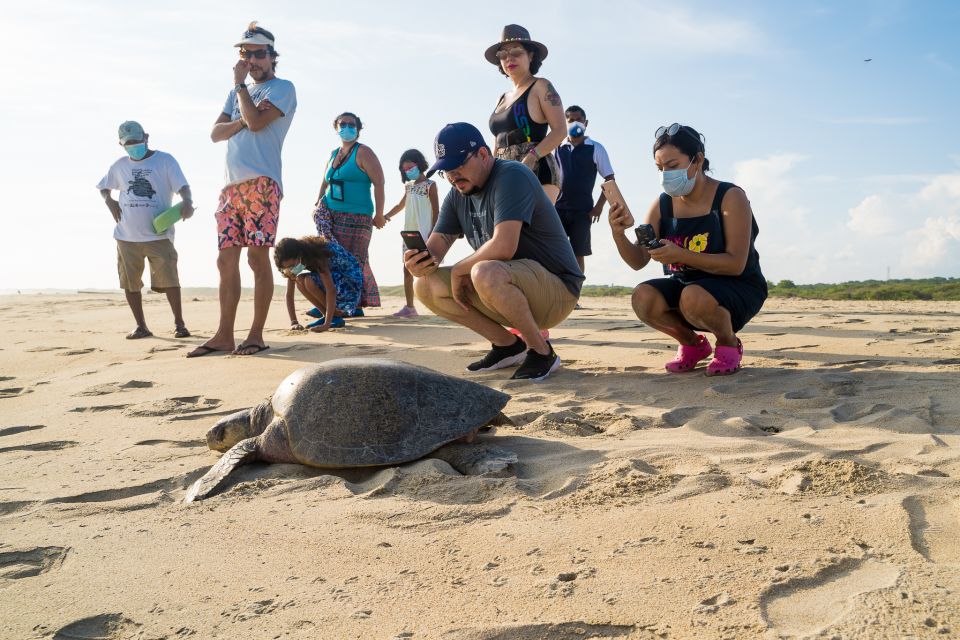 Puerto Escondido: Turtle Release Experience - Frequently Asked Questions