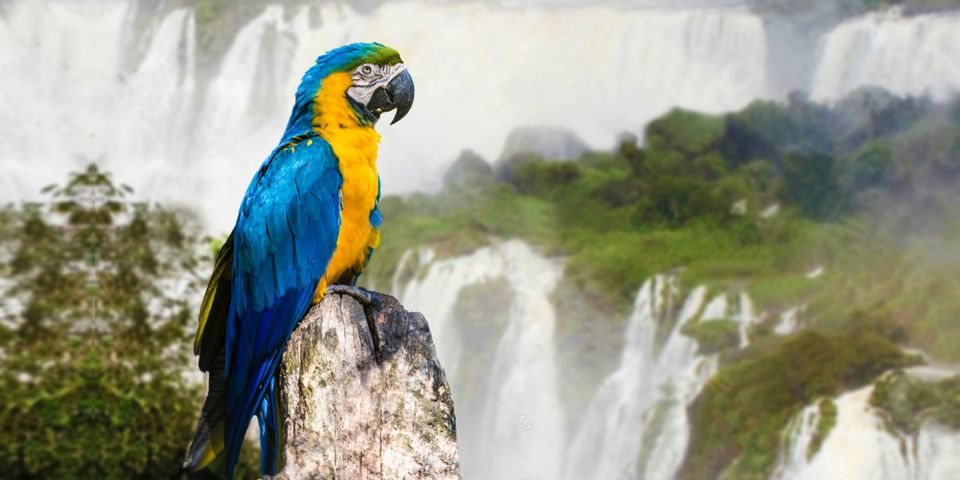 Puerto Iguazu: Iguaza Falls Brazilian Side & Bird Park Tour - Bird Park Experience