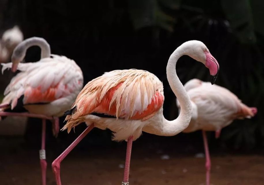 Puerto Iguazu: Iguaza Falls Brazilian Side & Bird Park Tour - Booking Flexibility Options