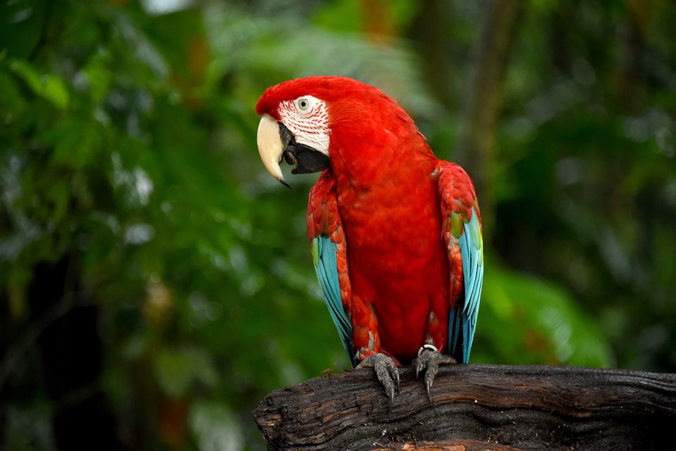 Puerto Iguazu: Iguaza Falls Brazilian Side & Bird Park Tour - Important Travel Considerations