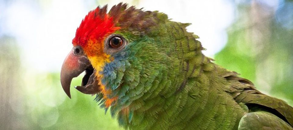 Puerto Iguazu: Iguaza Falls Brazilian Side & Bird Park Tour - Pricing and Reservation Details