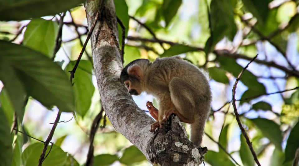 Puerto Maldonado: 2-Day Peruvian Tambopata Jungle Trip - Hike to Sandoval Lake