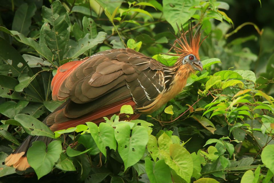 Puerto Maldonado: 4-day Tambopata National Reserve Tour - Boat Trip and Monkey Island