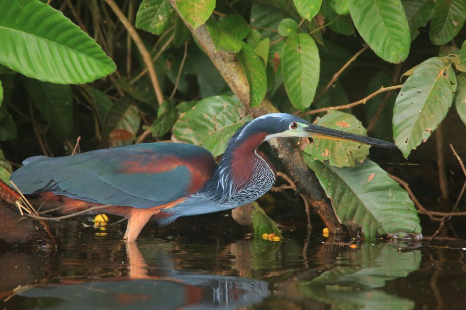 Puerto Maldonado: 4-day Tambopata National Reserve Tour - Nighttime Wildlife Exploration