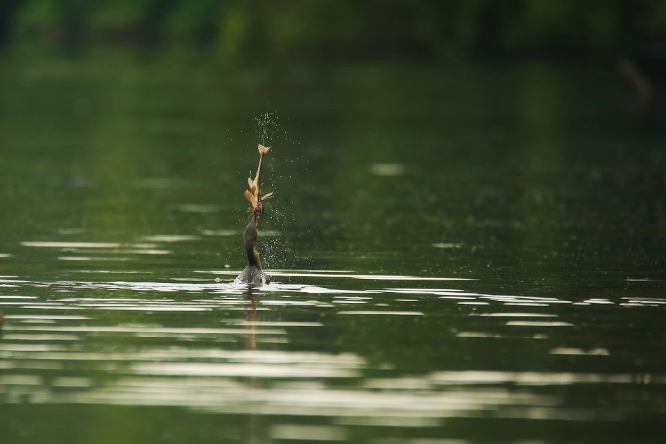 Puerto Maldonado: 4-day Tambopata National Reserve Tour - Hike to Lake Sandoval