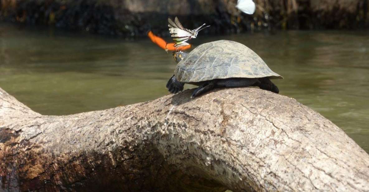 Puerto Maldonado: 4 Days Kayak Tour - Key Points