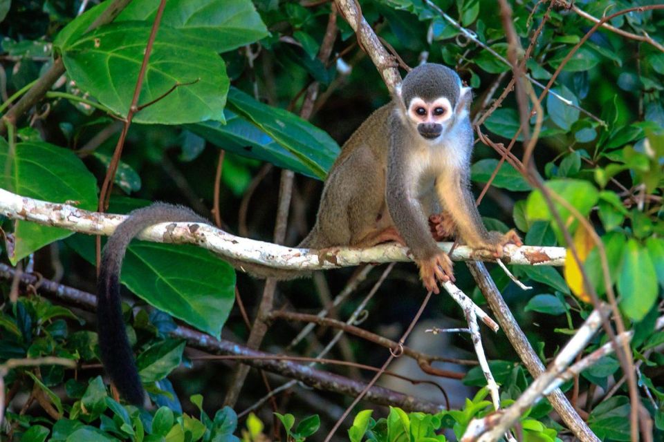 Puerto Maldonado: 4 Days Kayak Tour - Wildlife and Nature Highlights