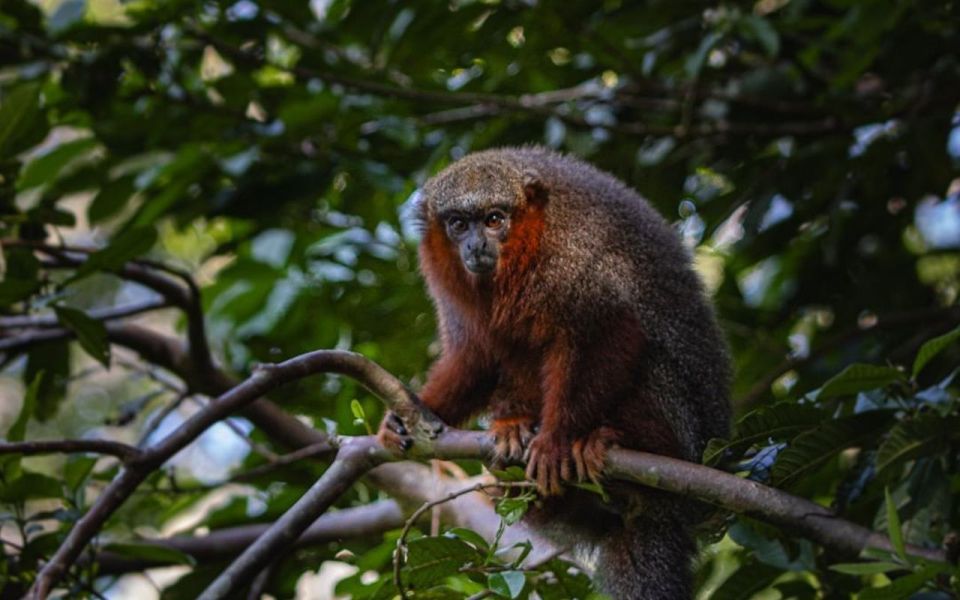 Puerto Maldonado: Jungle of Tambopata National Reserve 2D/1N - Included Amenities