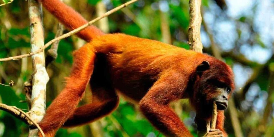 Puerto Maldonado: Kayak and Zip Line Adventure + Monkey Isla - Key Highlights