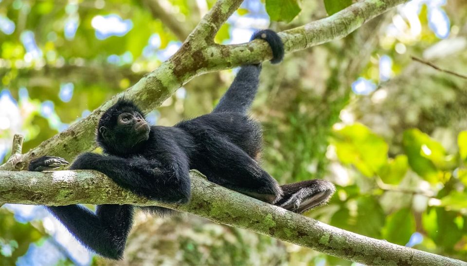 Puerto Maldonado: Kayak and Zip Line Adventure + Monkey Isla - Booking Information