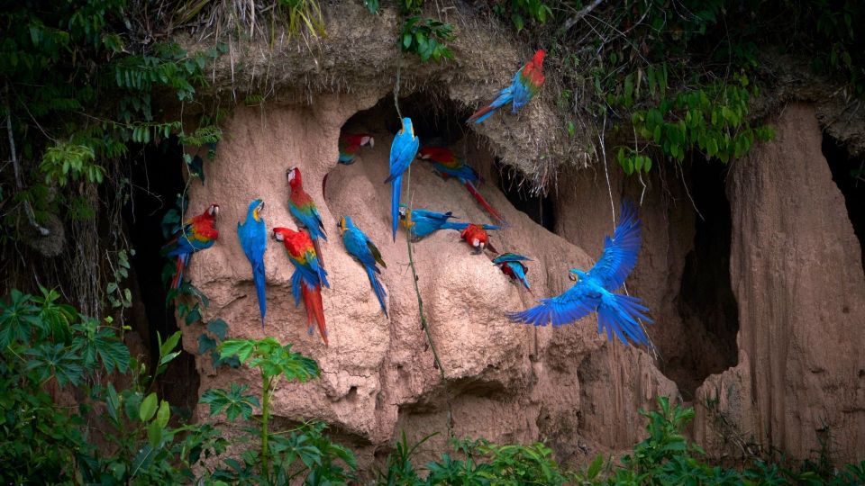 Puerto Maldonado: Nature & Adventure at Tambopata 2D/1N - Key Points