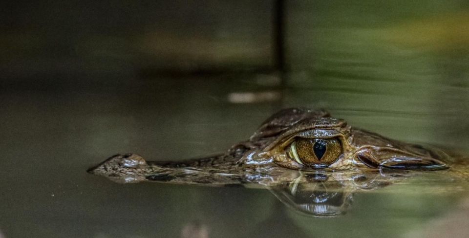 Puerto Maldonado: Sandoval Lake Full-Day Trip With Canoeing - Accessibility Options