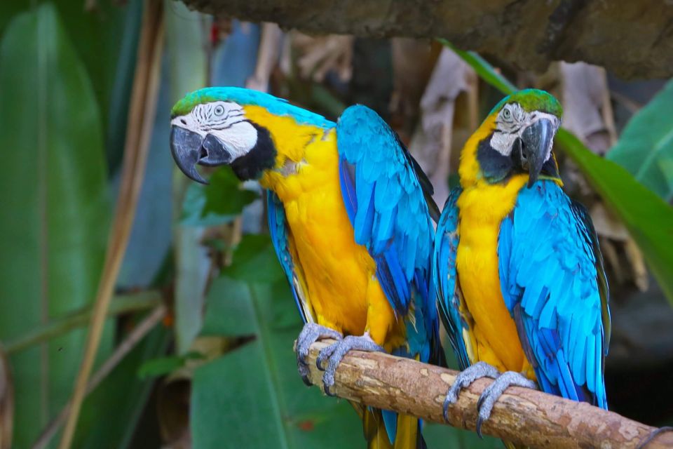 Puerto Maldonado: Tambopata National Reserve 4-Days - Key Points