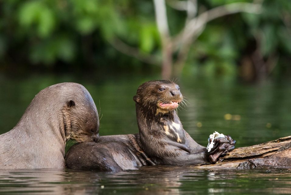 Puerto Maldonado: Tambopata National Reserve 4-Days - Day 1: Arrival and Exploration