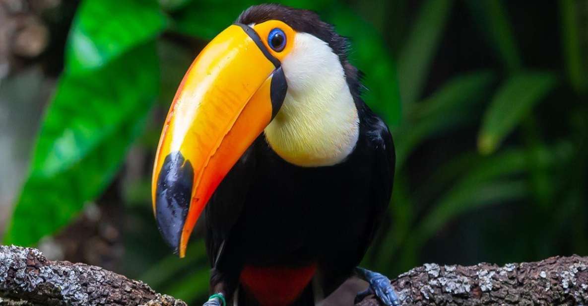 Puerto Maldonado: Tour to the Tambopata Clay Licks - 6 Days - Key Points