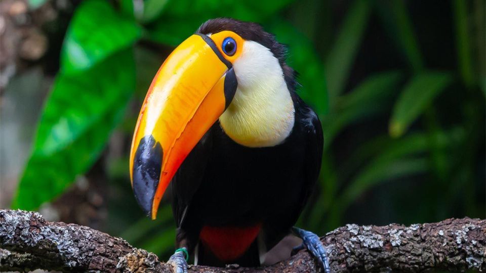 Puerto Maldonado: Tour to the Tambopata Clay Licks - 6 Days - Day 1 Activities
